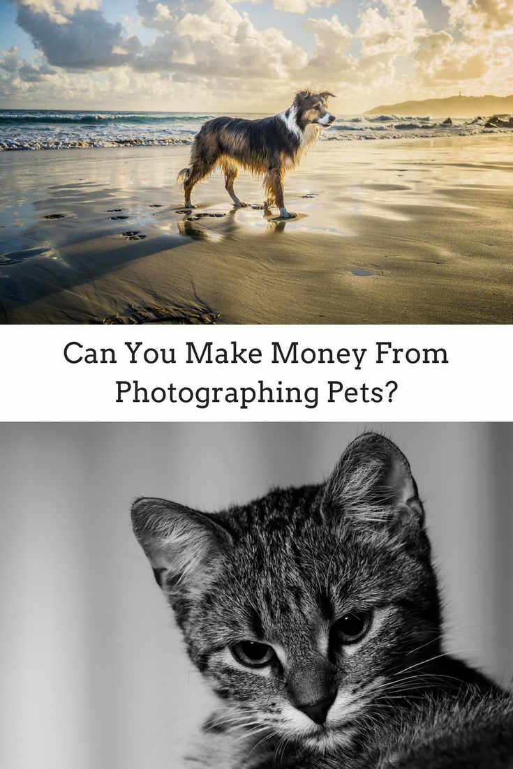 how can i make money working with dogs